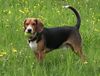 Beagle Hund