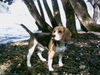 Beagle Hund