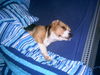 Beagle Hund