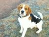 Beagle Hund