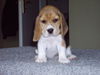 Beagle Hund