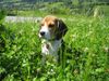 Beagle Hund