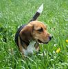 Beagle Hund