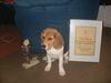 Beagle Hund