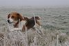 Beagle Hund