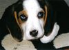 Beagle Hund