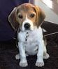 Beagle Hund