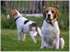 Beagle Hund