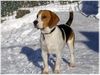 Beagle Hund