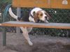 Beagle Hund