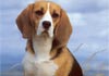 Beagle Hund