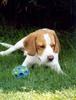 Beagle Hund