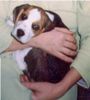 Beagle Hund