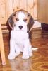 Beagle Hund