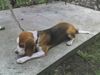 Beagle Hund