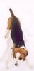 Beagle Hund