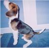 Beagle Hund