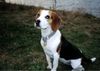 Beagle Hund