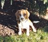 Beagle Hund