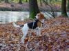 Beagle Hund