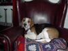 Beagle Hund