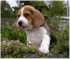 Beagle Hund