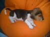 Beagle Hund