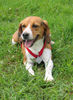 Beagle Hund