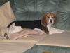 Beagle Hund