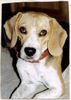 Beagle Hund