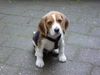 Beagle Hund