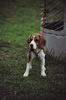 Beagle Hund