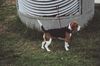 Beagle Hund