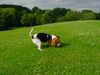 Beagle Hund