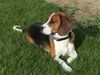 Beagle Hund