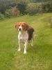 Beagle Hund