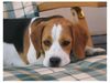 Beagle Hund