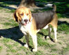 Beagle Hund