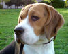 Beagle Hund