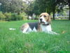 Beagle Hund