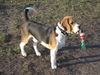 Beagle Hund