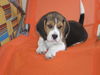 Beagle Hund