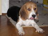 Beagle Hund