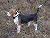 Beagle Hund