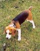 Beagle Hund