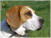 Beagle Hund