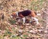 Beagle Hund