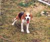 Beagle Hund