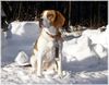 Beagle Hund