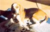 Beagle Hund